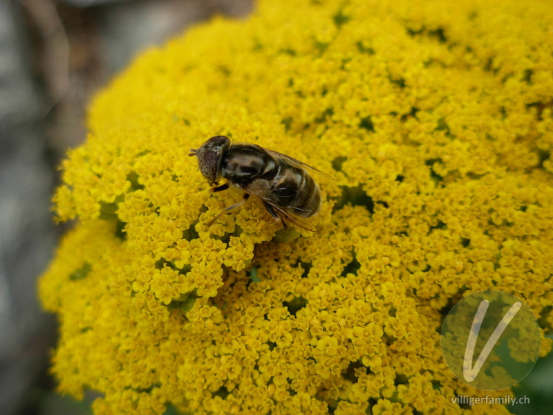 Glänzende Faulschlammschwebfliege: Übersicht